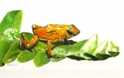Poison dart frog