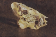 Pig skull